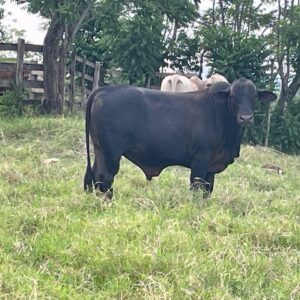 Raza Brangus, Genetica